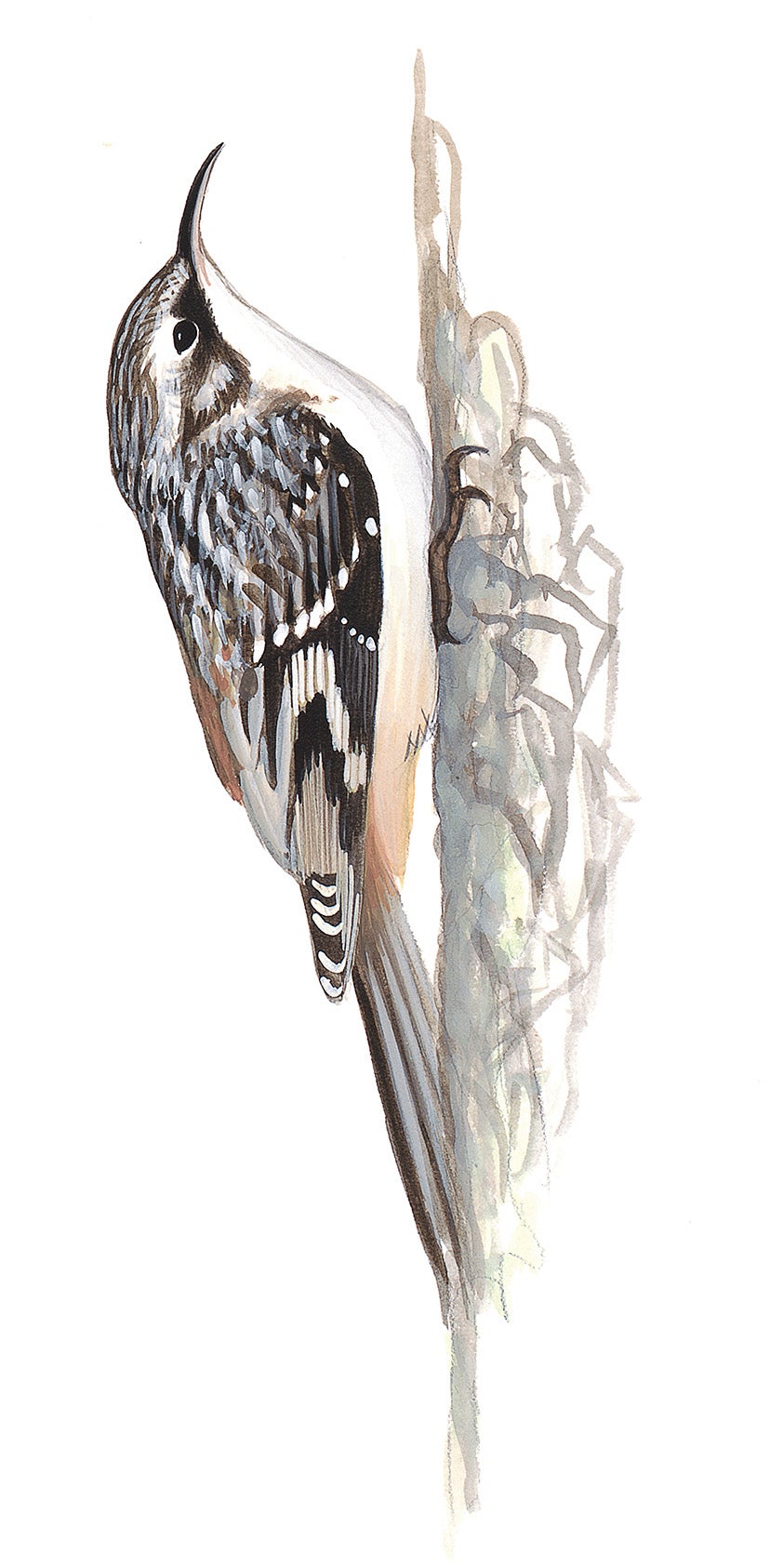 Brown Creeper