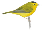 Wilson's Warbler