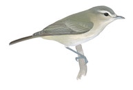 Warbling Vireo