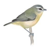 Philadelphia Vireo