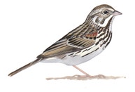 Vesper Sparrow