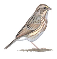 Savannah Sparrow