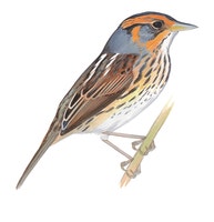 Saltmarsh Sparrow
