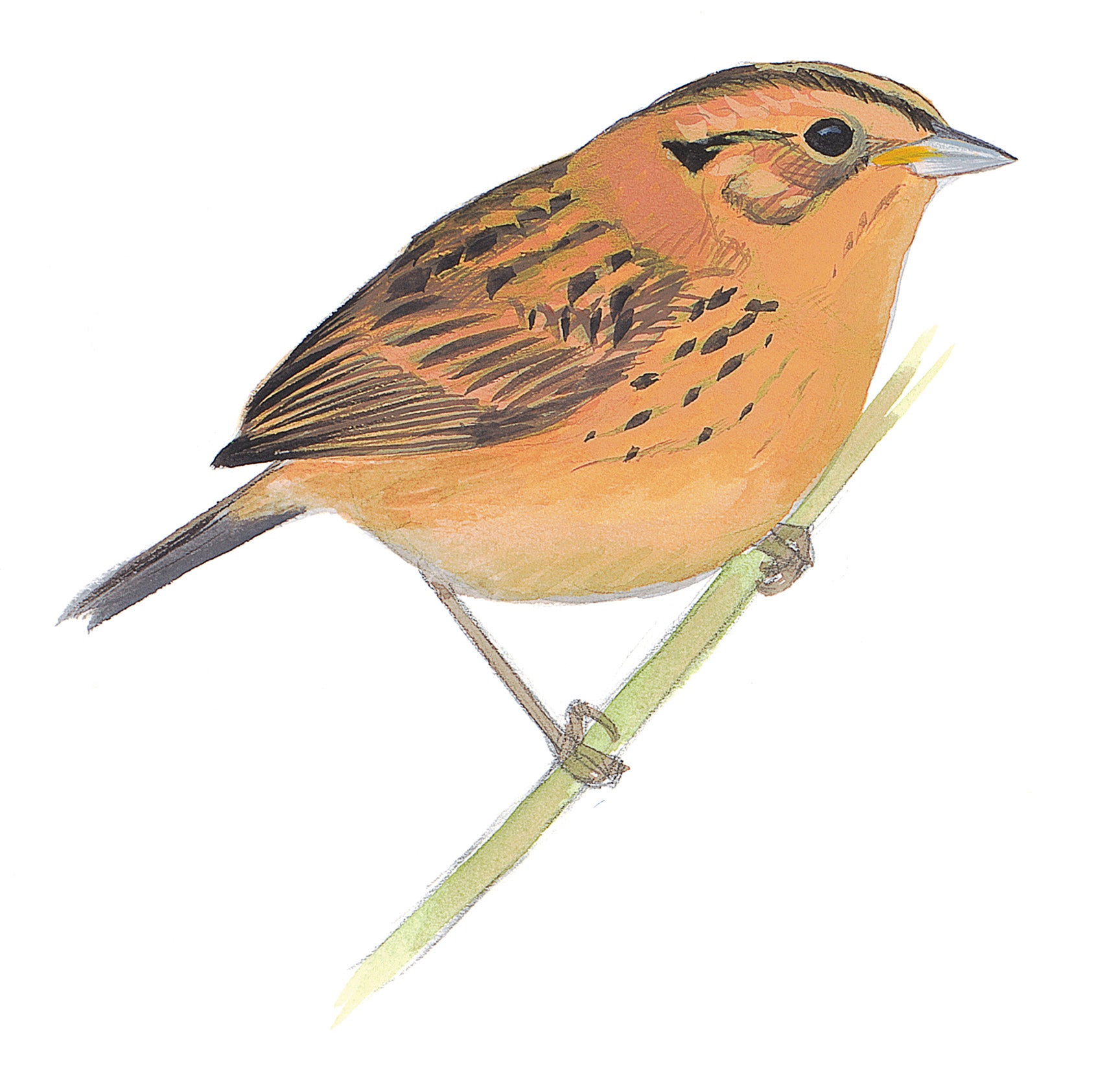 Nelson's Sparrow