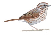 Song Sparrow