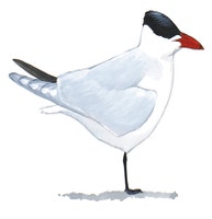 Caspian Tern