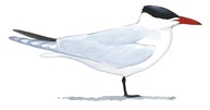 Caspian Tern