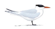 Royal Tern