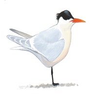 Elegant Tern