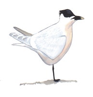 Sandwich Tern
