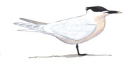 Sandwich Tern