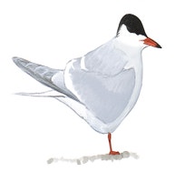 Common Tern