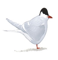 Arctic Tern