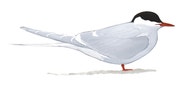 Arctic Tern