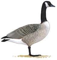 Canada Goose