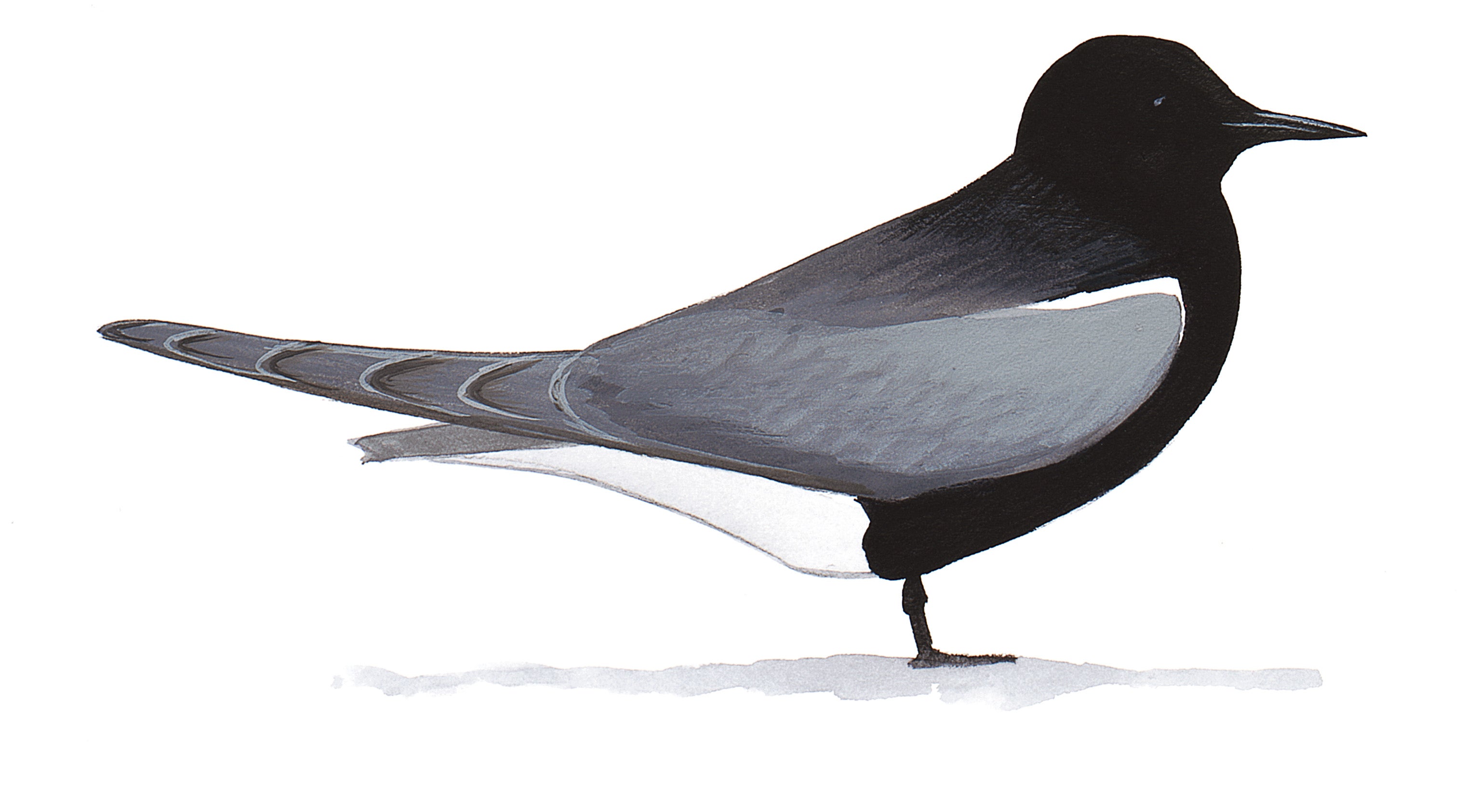 Charrán Negro