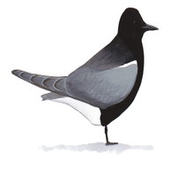 Black Tern