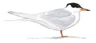 Forster's Tern