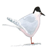 Roseate Tern