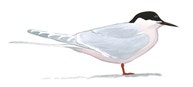 Roseate Tern