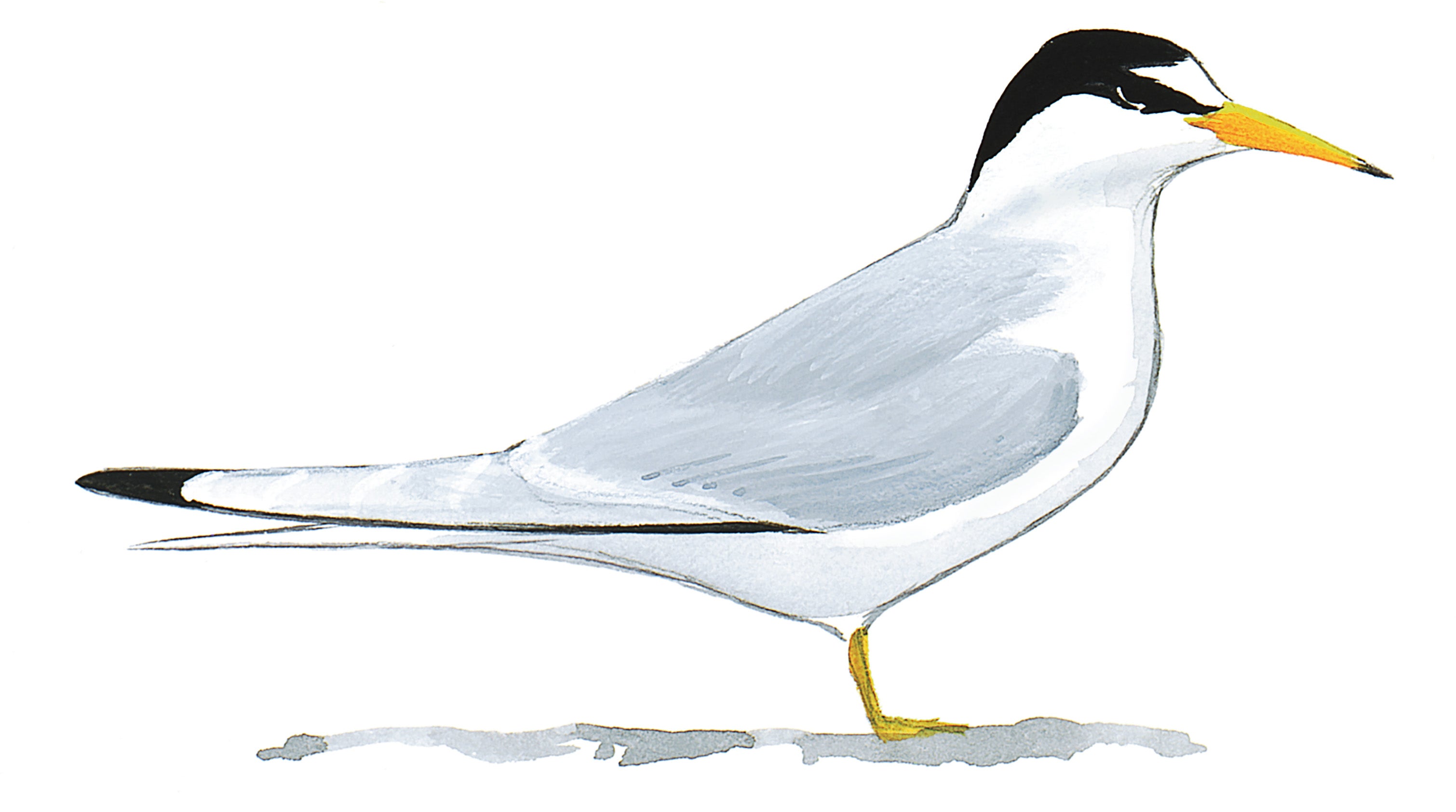 Least Tern