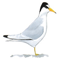 Least Tern