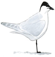 Gull-billed Tern