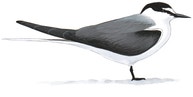Bridled Tern