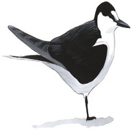 Sooty Tern