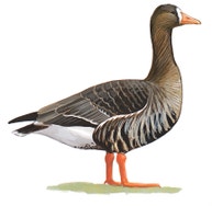 Greater White-fronted Goose