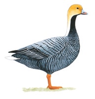 Emperor Goose