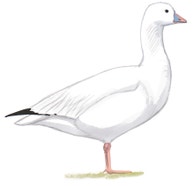 Ross's Goose