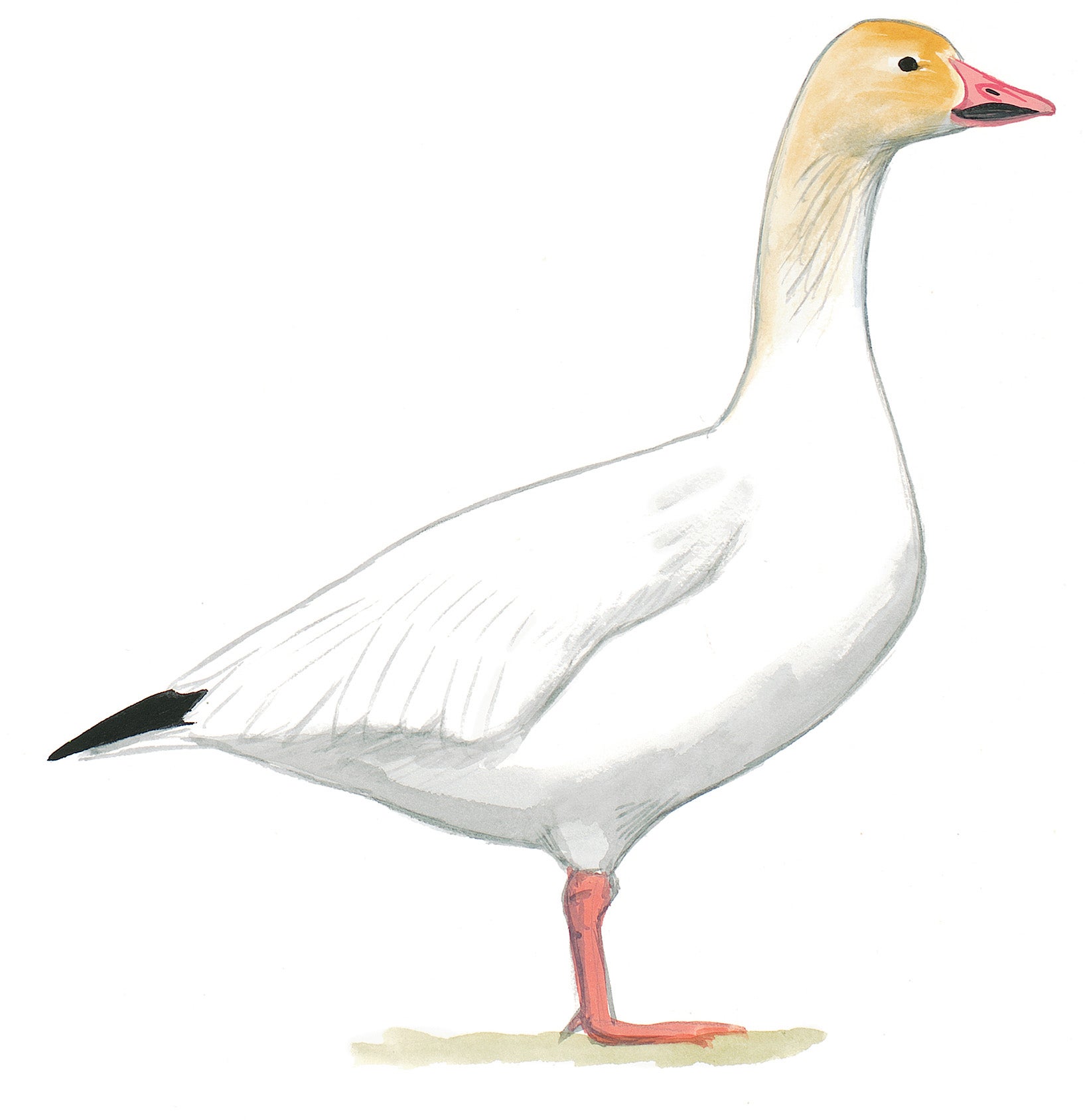 Ganso Blanco