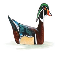 Wood Duck