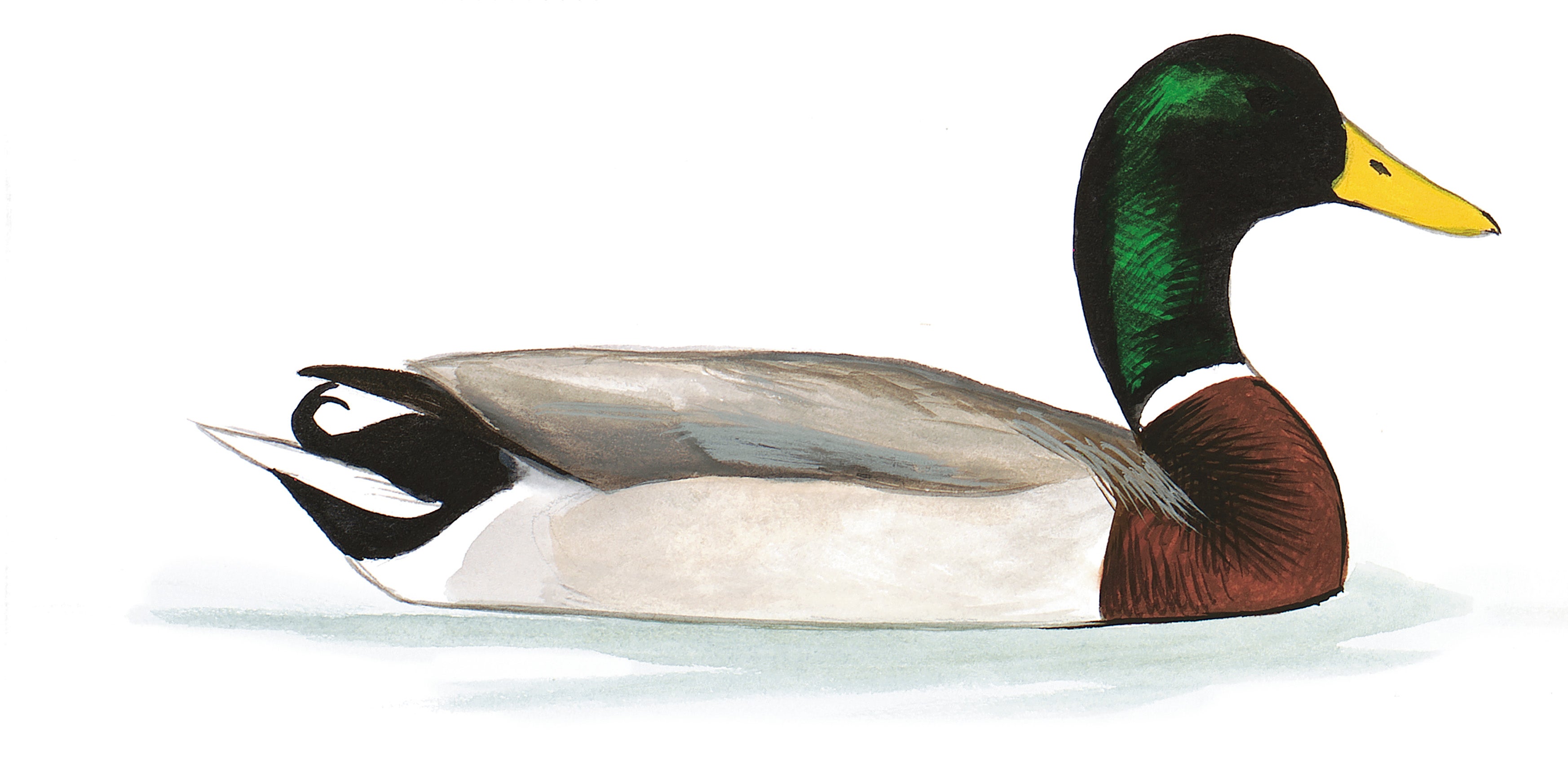 Mallard