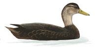 American Black Duck