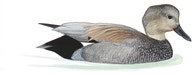 Gadwall