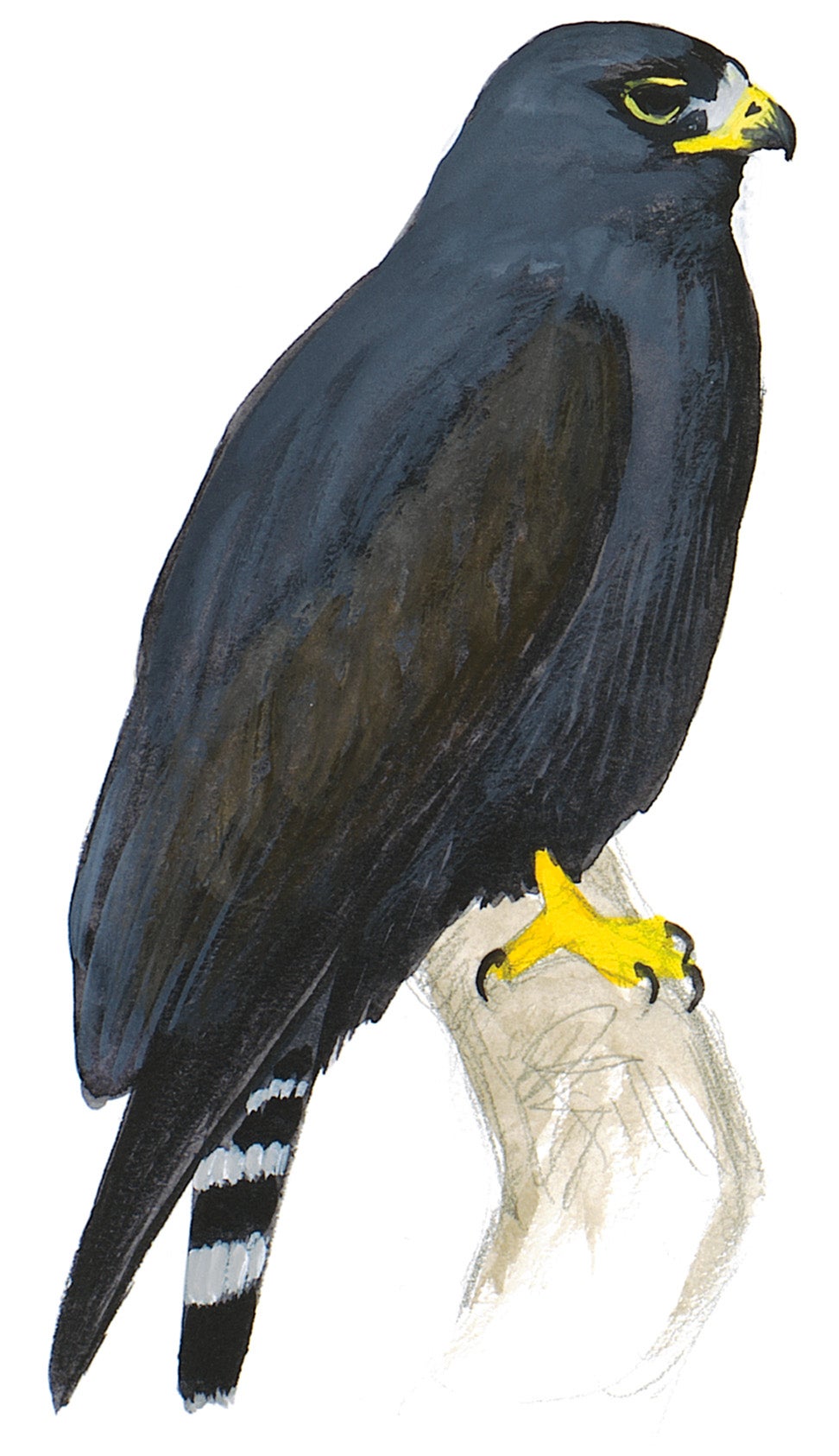 Aguililla Aura