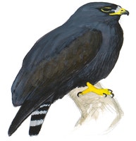 Zone-tailed Hawk