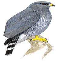 Gray Hawk