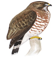 Broad-winged Hawk
