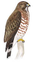 Broad-winged Hawk