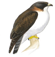 Short-tailed Hawk