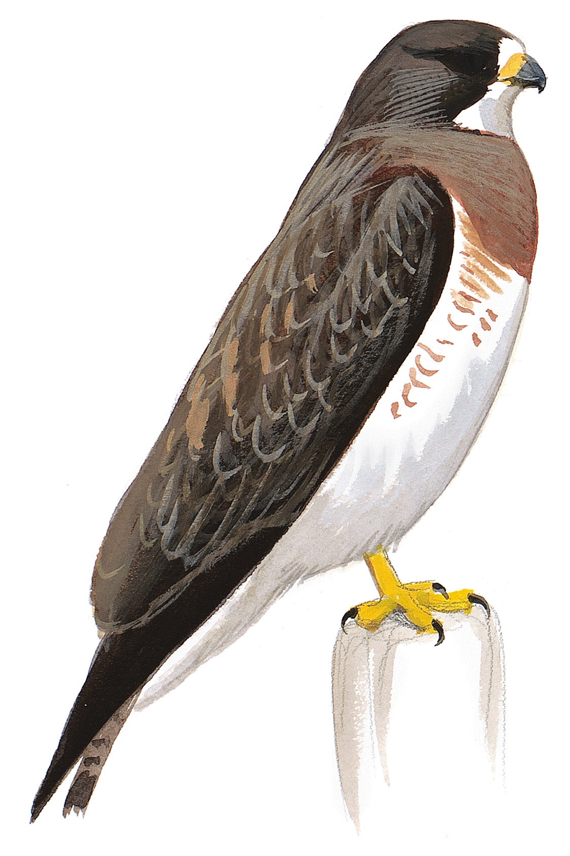 Aguililla de Swainson