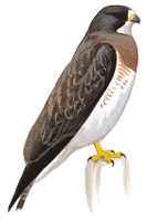 Swainson's Hawk