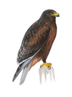 Ferruginous Hawk