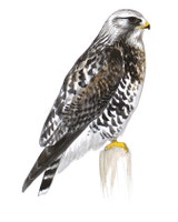 Rough-legged Hawk