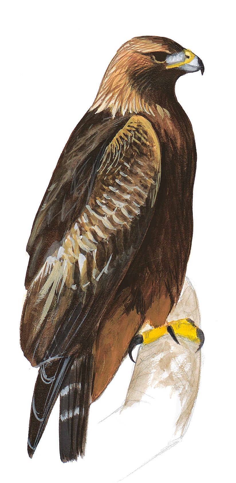 Águila Real