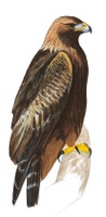 Golden Eagle