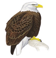 Bald Eagle